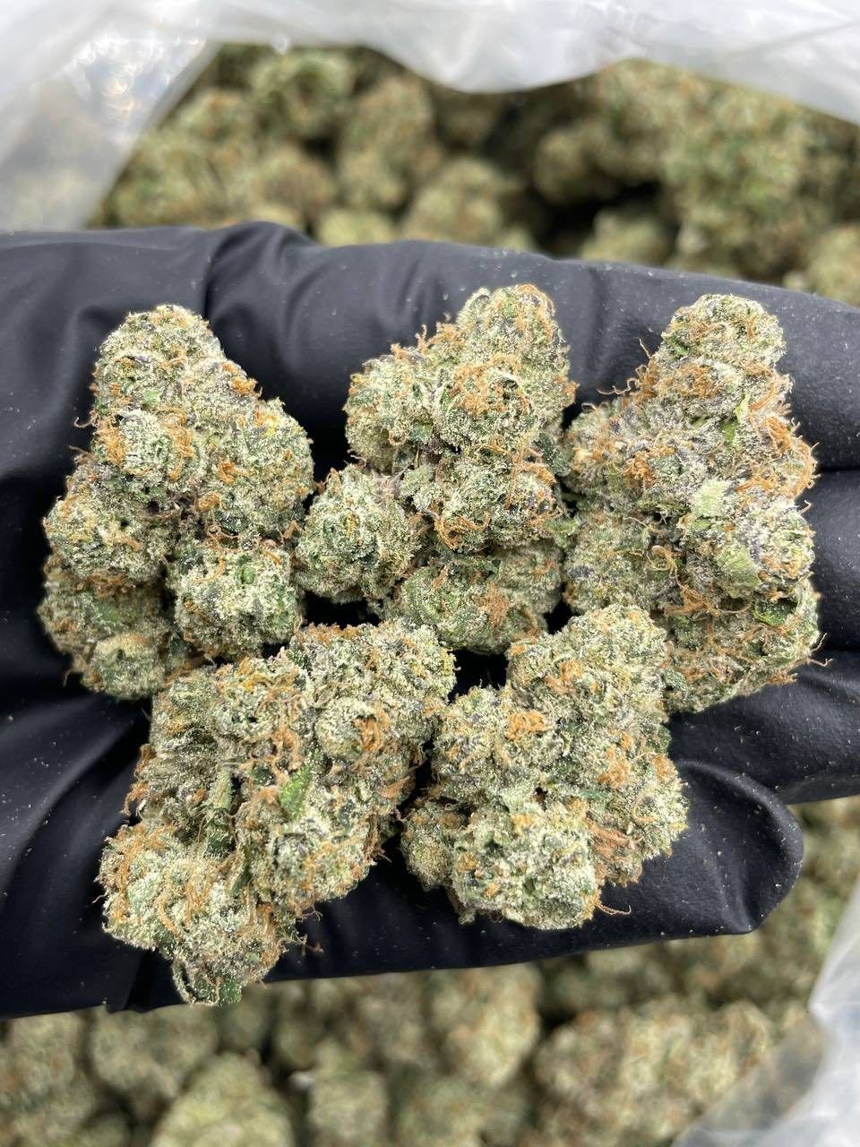 Citrus tsunami - flower from Real Duck Distro