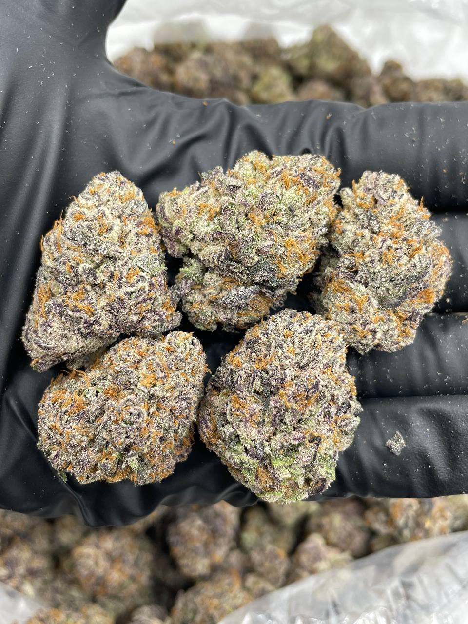 PINEAPPLE PLUSHERS INDOORS ๐๐ญ | Real Duck Distro PINEAPPLE PLUSHERS INDOORS ๐๐ญ โ premium flower from Real Duck Distro Los Angeles, buy online with nationwide cannabis shipping