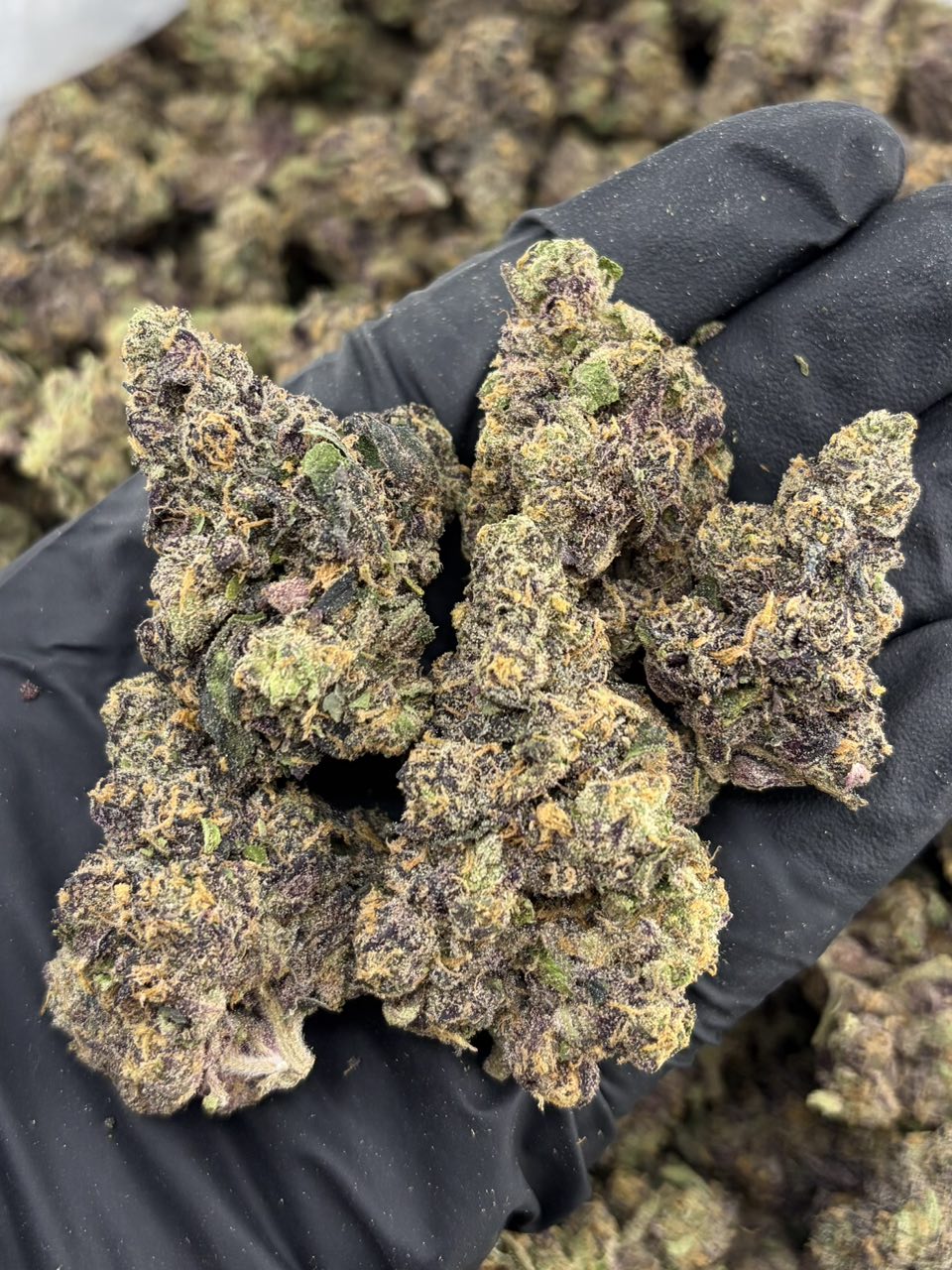 FF X GRAPE POP ROCKS INDOORS ๐๐พ | Real Duck Distro FF X GRAPE POP ROCKS INDOORS ๐๐พ โ related flower from Real Duck Distro Los Angeles