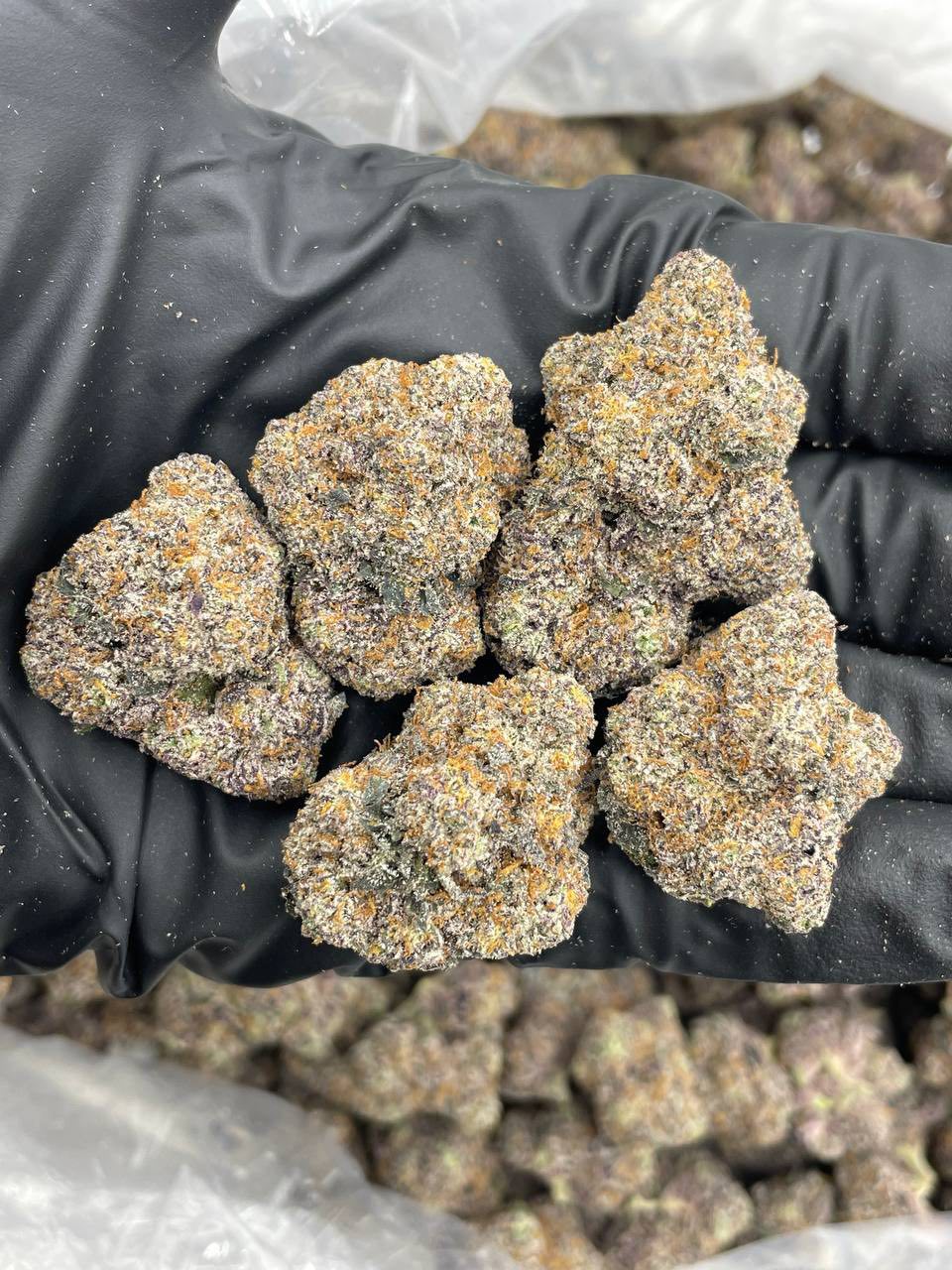 CHERRY DR PEPPER INDOORS ๐๐ฅค | Real Duck Distro CHERRY DR PEPPER INDOORS ๐๐ฅค โ premium flower from Real Duck Distro Los Angeles, buy online with nationwide cannabis shipping