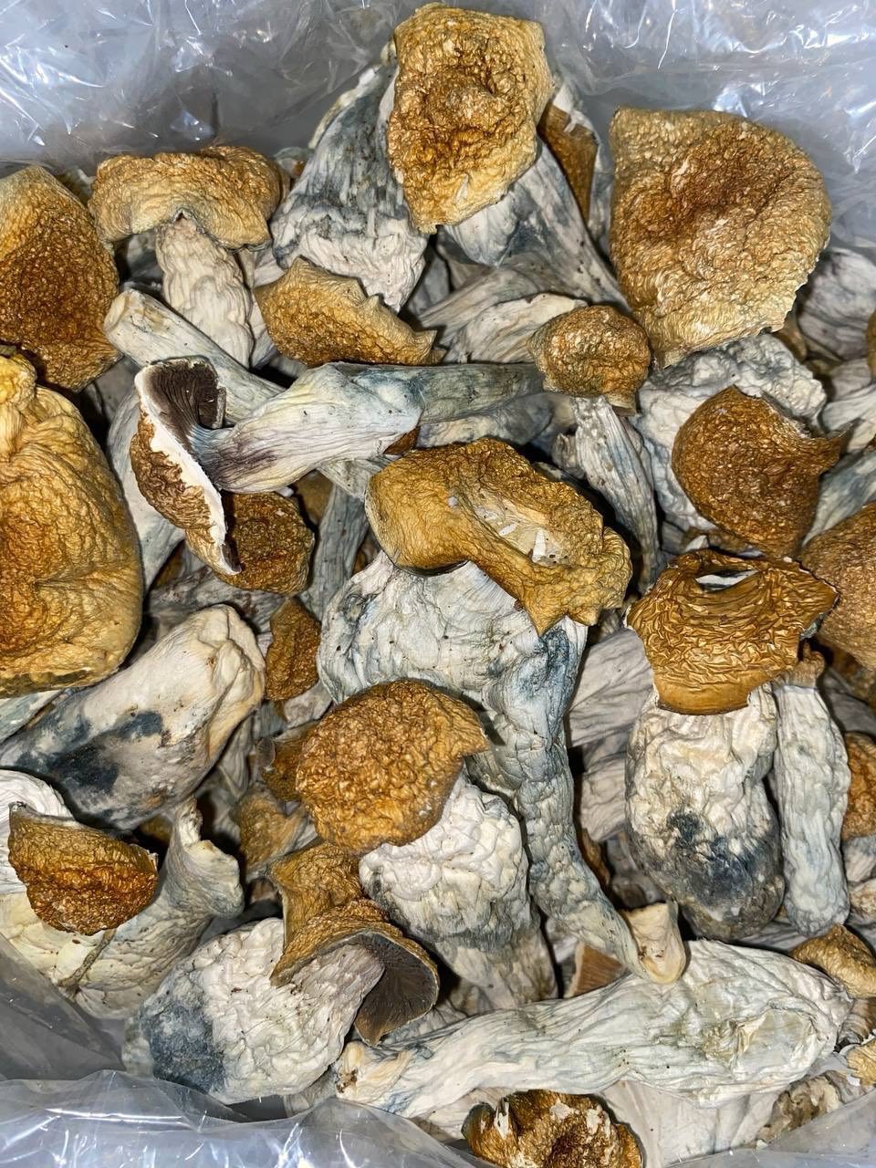 PSILOCYBIN MUSHROOMS🍄🥧 💥 EXTREMELY POTENT💥 — gallery photo 4 of mushroom from Real Duck Distro