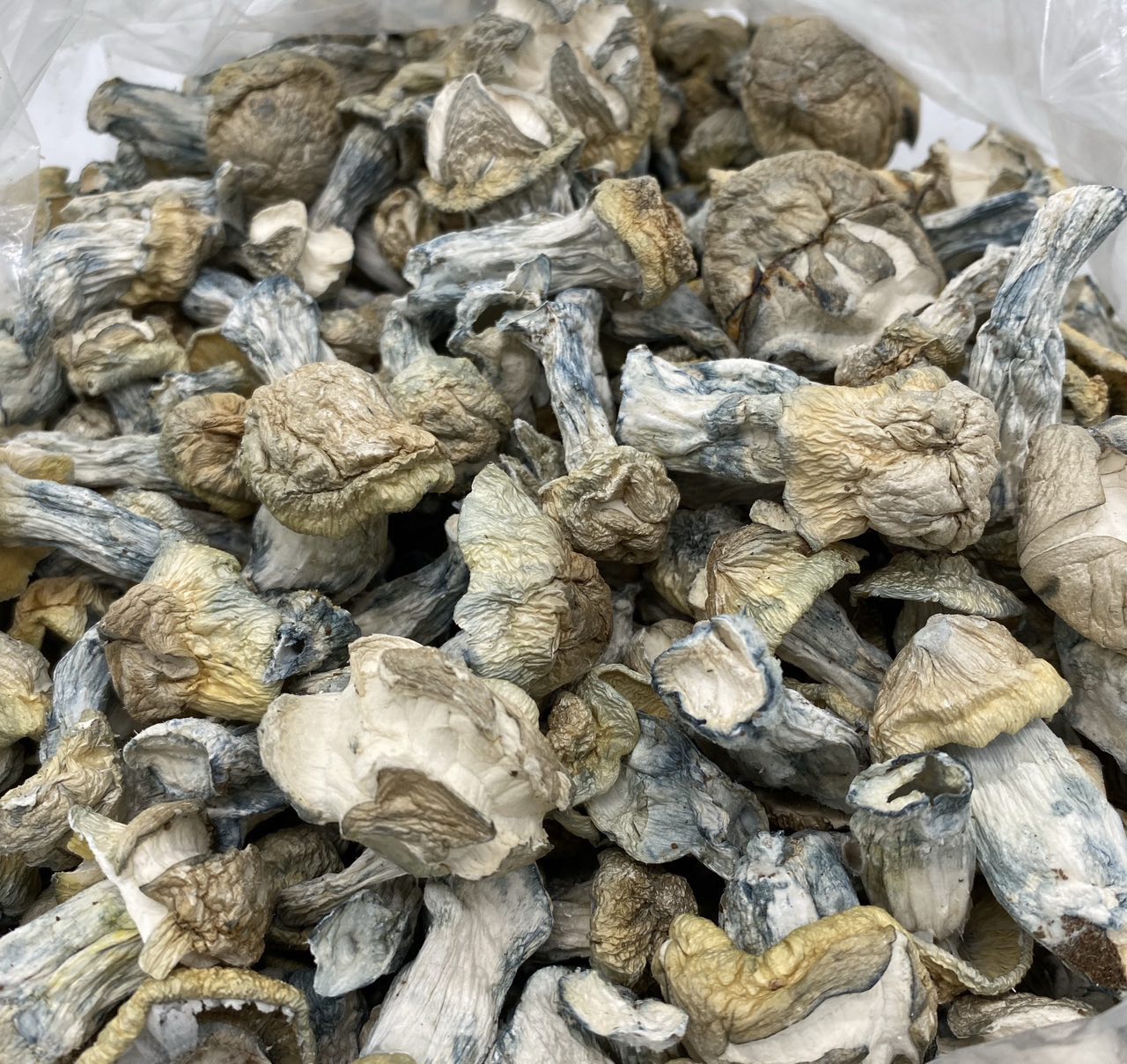 PSILOCYBIN MUSHROOMS🍄🥧 💥 EXTREMELY POTENT💥 — gallery photo 5 of mushroom from Real Duck Distro