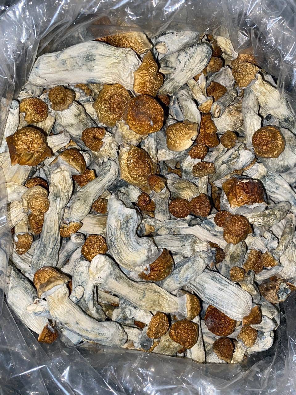 PSILOCYBIN MUSHROOMS🍄🥧 💥 EXTREMELY POTENT💥 | Real Duck Distro PSILOCYBIN MUSHROOMS🍄🥧 💥 EXTREMELY POTENT💥 — premium mushroom from Real Duck Distro Los Angeles, buy online with nationwide cannabis shipping
