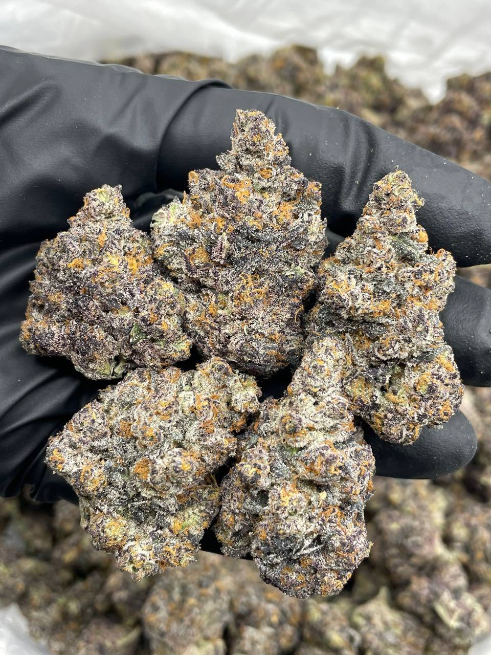 SOUR SHERBET INDOORS ๐ญ๐ | Real Duck Distro SOUR SHERBET INDOORS ๐ญ๐ โ premium flower from Real Duck Distro Los Angeles, buy online with nationwide cannabis shipping