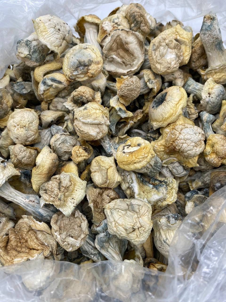 PSILOCYBIN MUSHROOMS🍄🥧 💥 EXTREMELY POTENT💥 — gallery photo 3 of mushroom from Real Duck Distro
