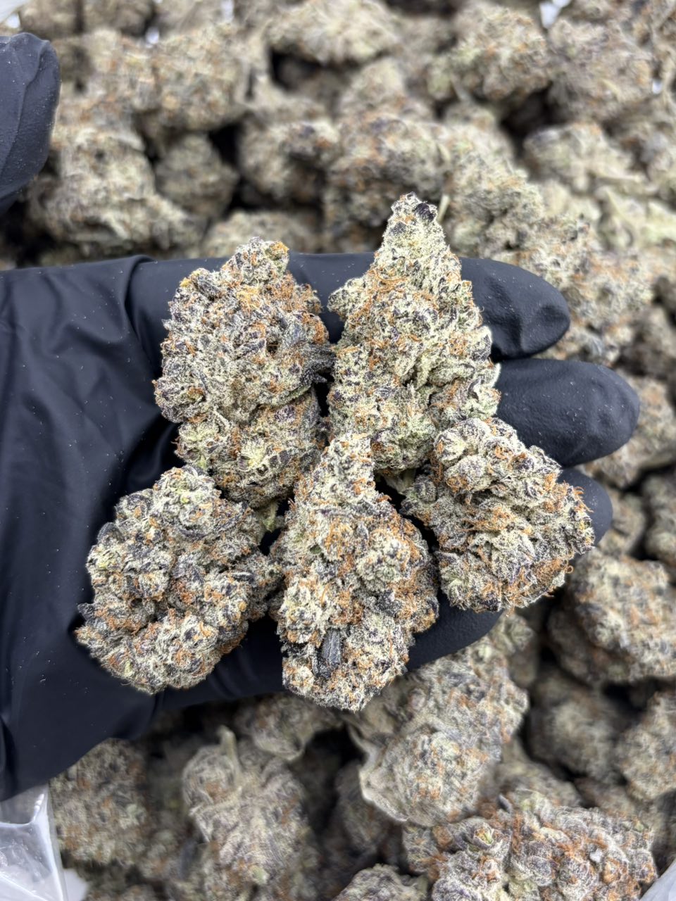 OREO SOUFFLร INDOORS ๐ช | Real Duck Distro OREO SOUFFLร INDOORS ๐ช โ related flower from Real Duck Distro Los Angeles