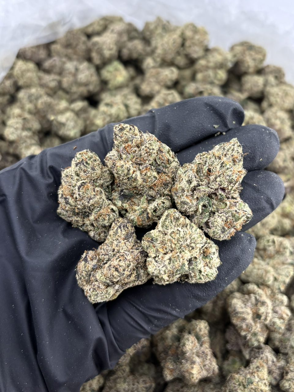 CHERRY BOMB INDOORS ๐๐ฃ | Real Duck Distro CHERRY BOMB INDOORS ๐๐ฃ โ premium flower from Real Duck Distro Los Angeles, buy online with nationwide cannabis shipping