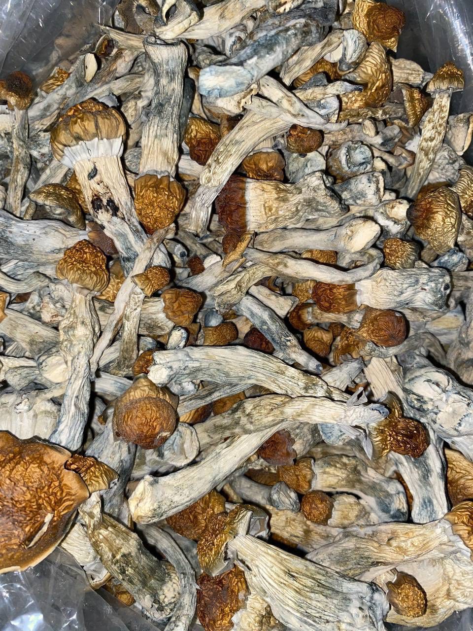 PSILOCYBIN MUSHROOMS🍄🥧 💥 EXTREMELY POTENT💥 — gallery photo 2 of mushroom from Real Duck Distro