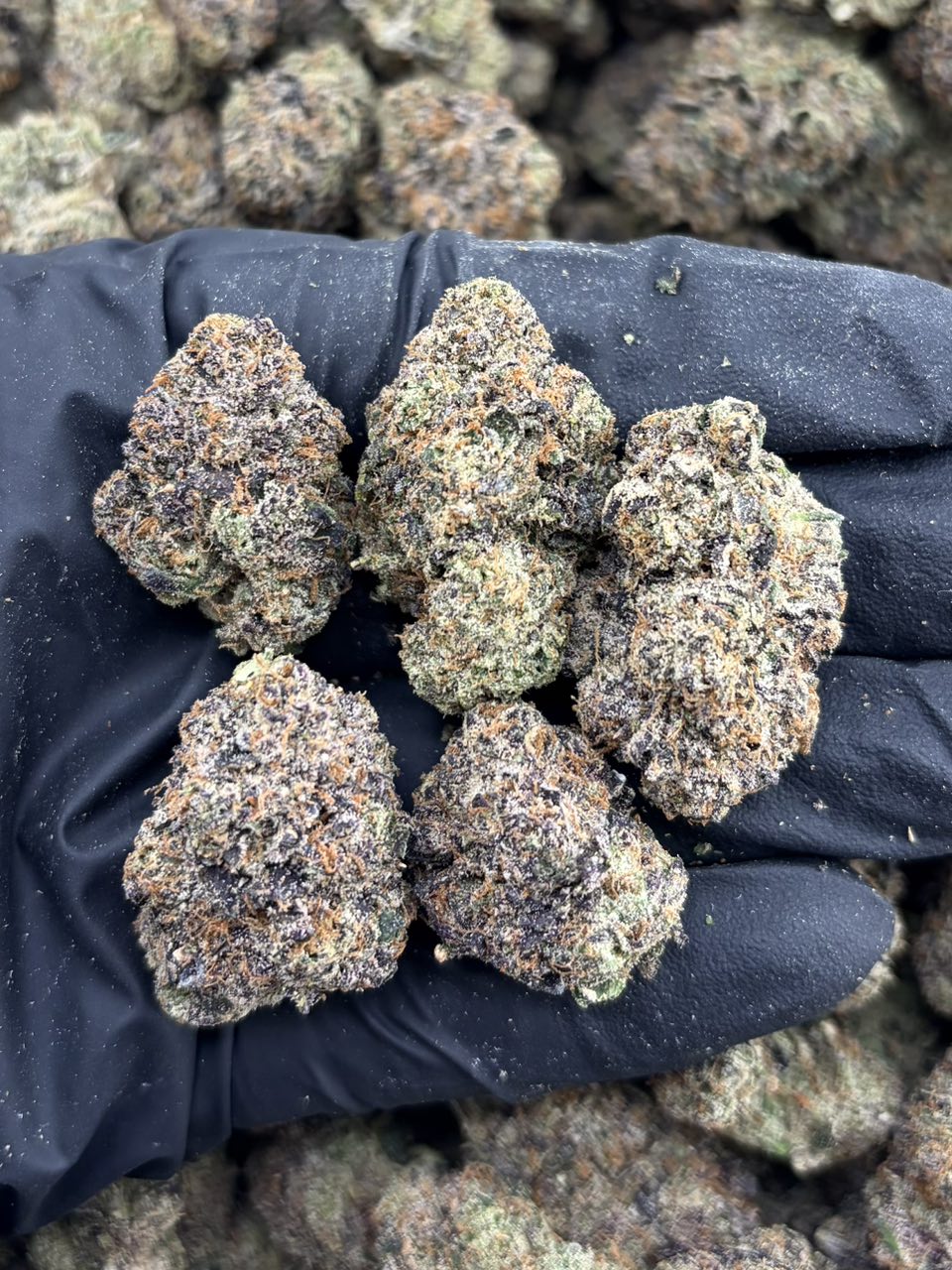 BLUE AIRHEADZ RUNTZ INDOORS ๐ซ๐คฏ | Real Duck Distro BLUE AIRHEADZ RUNTZ INDOORS ๐ซ๐คฏ โ premium flower from Real Duck Distro Los Angeles, buy online with nationwide cannabis shipping