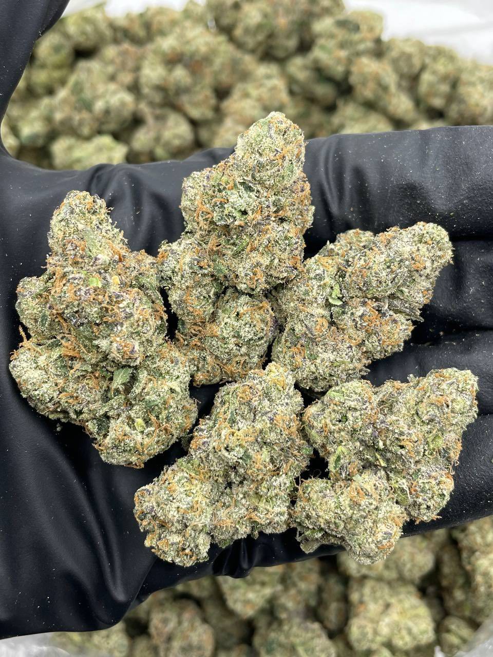 STRAWBERRY SLURPEE INDOORS ๐๐ญ | Real Duck Distro STRAWBERRY SLURPEE INDOORS ๐๐ญ โ premium flower from Real Duck Distro Los Angeles, buy online with nationwide cannabis shipping