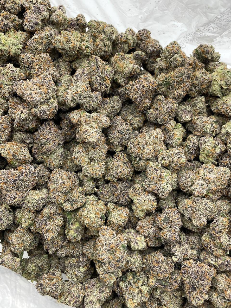 Cherry Bombay indoors 🍒💣🍾 - photo 2