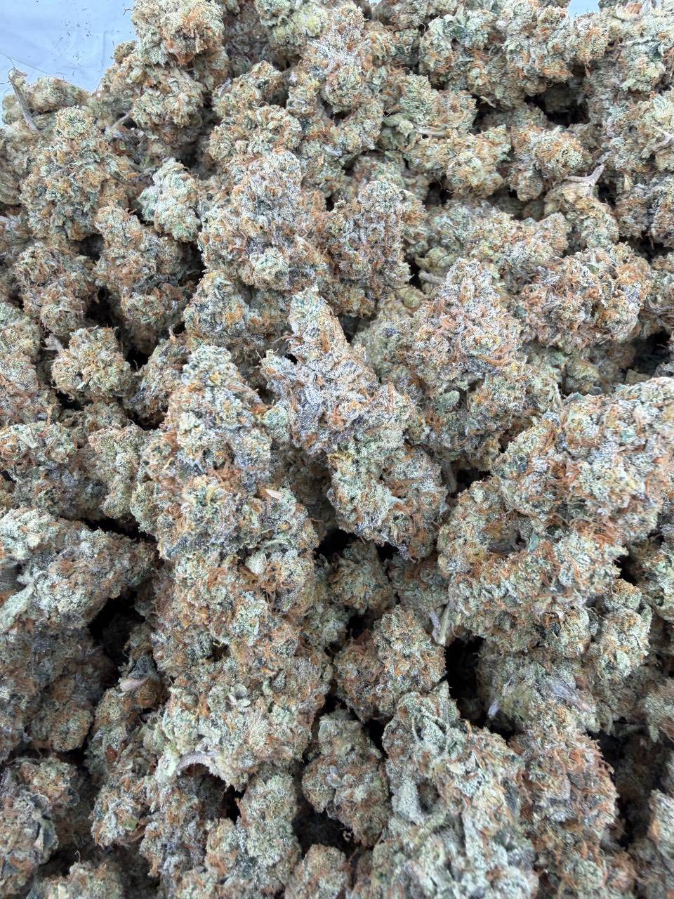 Toad venom Super nova indoors ⛽️ - photo 2