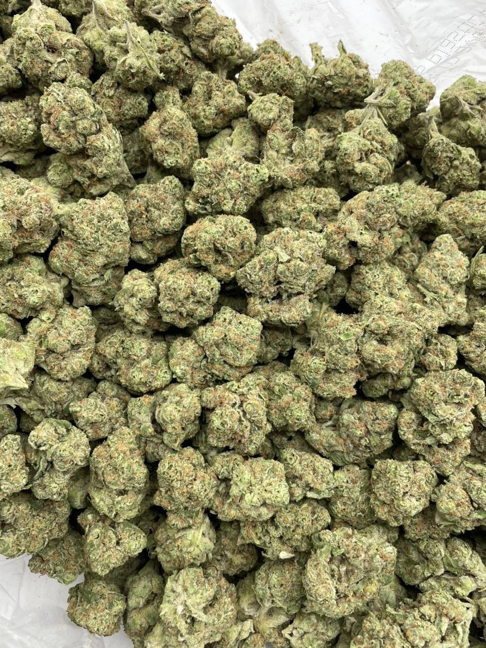 Tropicana Crashers mixed lights 🌴🍹💒 - photo 2