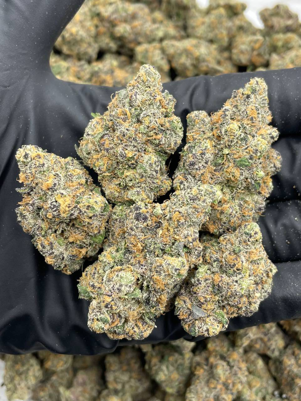 SUNSET SPRINKLES INDOORS | Real Duck Distro SUNSET SPRINKLES INDOORS — premium flower from Real Duck Distro Los Angeles, buy online with nationwide cannabis shipping
