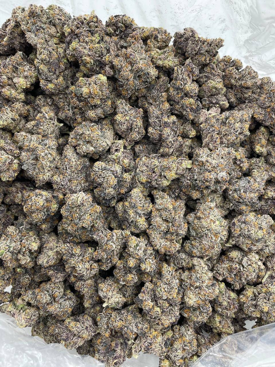 MIDNIGHT JELLIEZ  — gallery photo 2 of flower from Real Duck Distro