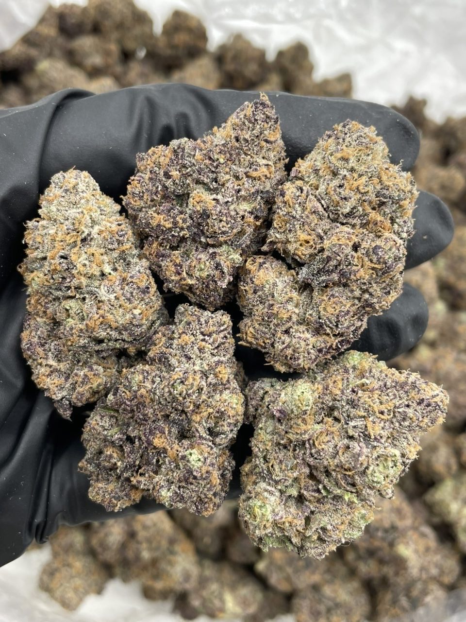 Zkittle M&Mโs indoors ๐ค๐ซ | Real Duck Distro Zkittle M&Mโs indoors ๐ค๐ซ โ premium flower from Real Duck Distro Los Angeles, buy online with nationwide cannabis shipping