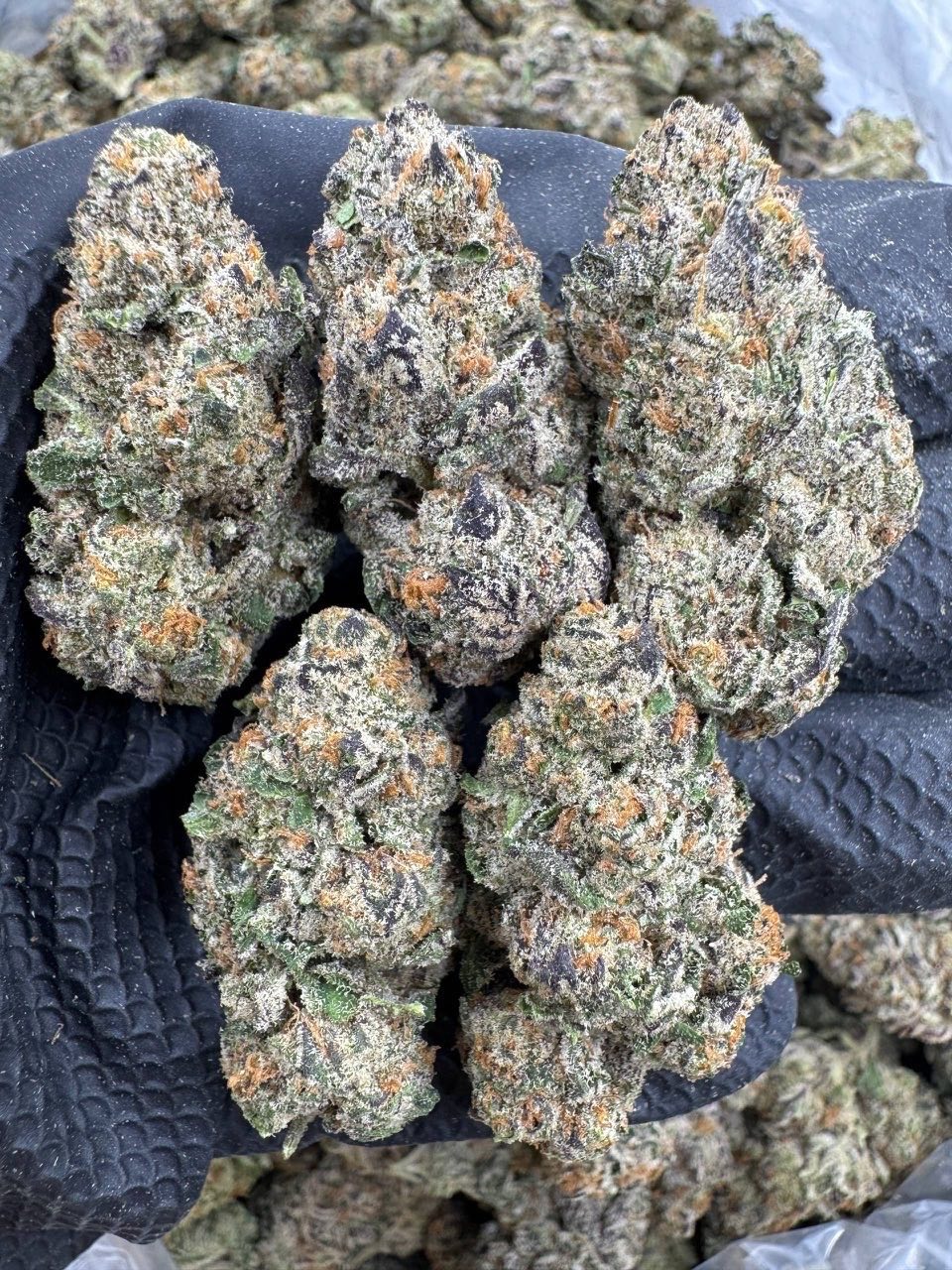 Gumbo Cherries Indoor ๐ ๐ฅ | Real Duck Distro Gumbo Cherries Indoor ๐ ๐ฅ โ premium flower from Real Duck Distro Los Angeles, buy online with nationwide cannabis shipping