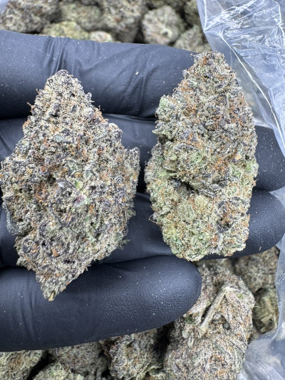 Obama Runtz 🍣  ✈️ — gallery photo 2 of flower from Real Duck Distro