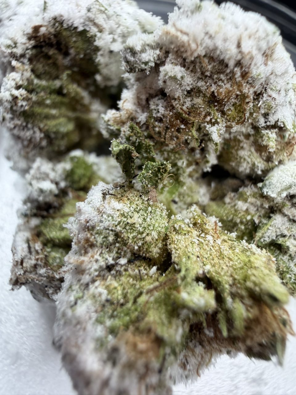 Tux SnowCaps ❄️ — gallery photo 2 of flower from Real Duck Distro