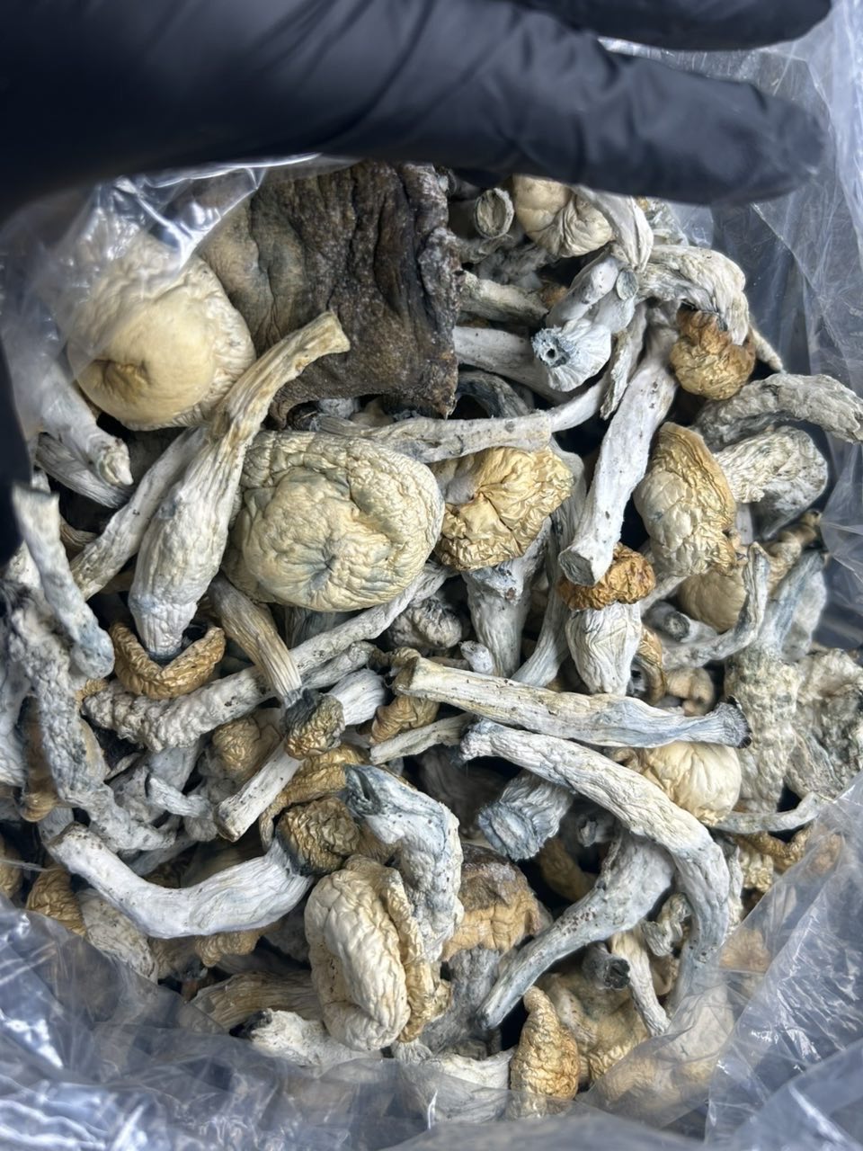 π Shrooms π | Real Duck Distro π Shrooms π β premium mushroom from Real Duck Distro Los Angeles, buy online with nationwide cannabis shipping