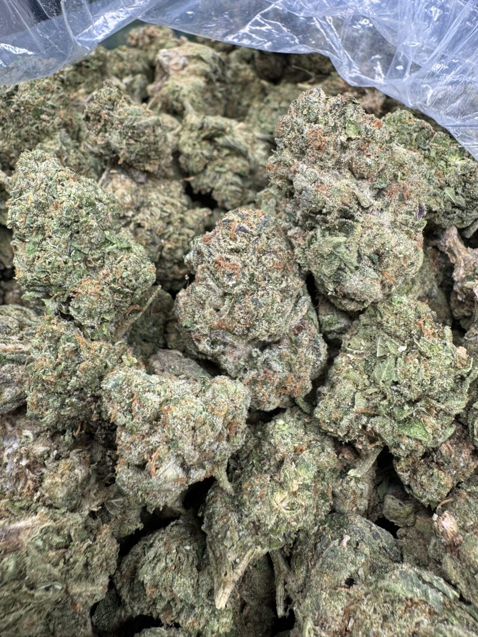 Jack Herer ๐ | Real Duck Distro Jack Herer ๐ โ premium flower from Real Duck Distro Los Angeles, buy online with nationwide cannabis shipping
