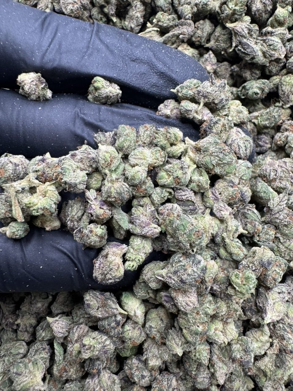 Pink Runtz Smalls ๐ต | Real Duck Distro Pink Runtz Smalls ๐ต โ premium flower from Real Duck Distro Los Angeles, buy online with nationwide cannabis shipping