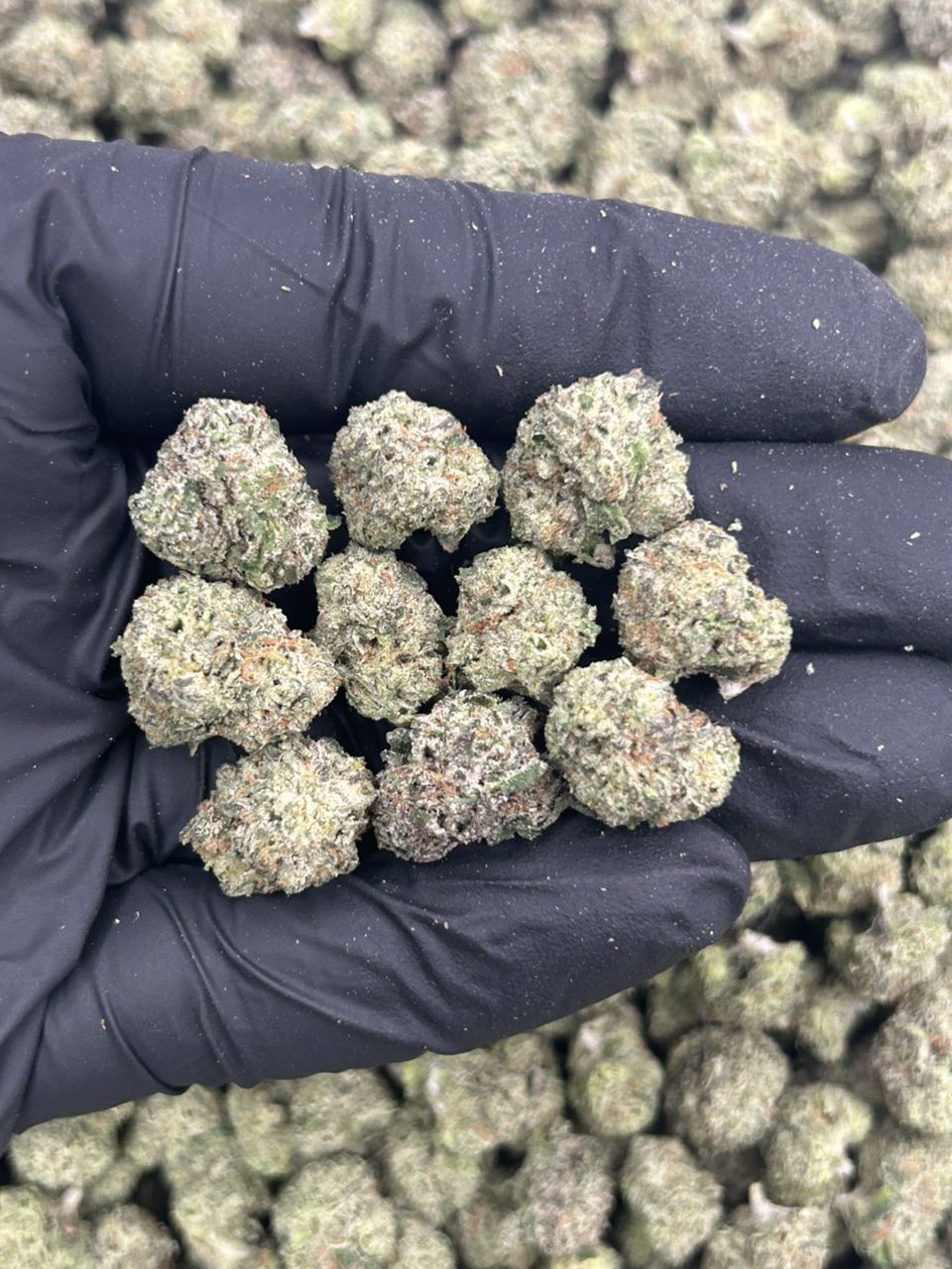 Blue Lemon Gelato 🍭 (Smalls) 