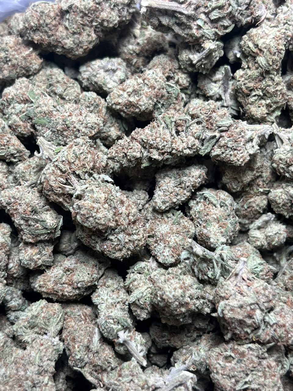 Papaya Licensed Dep 