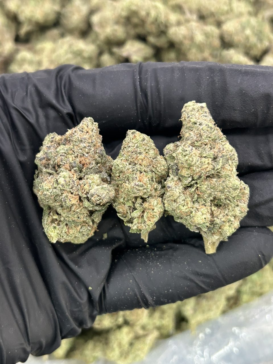 Lemon GMO
