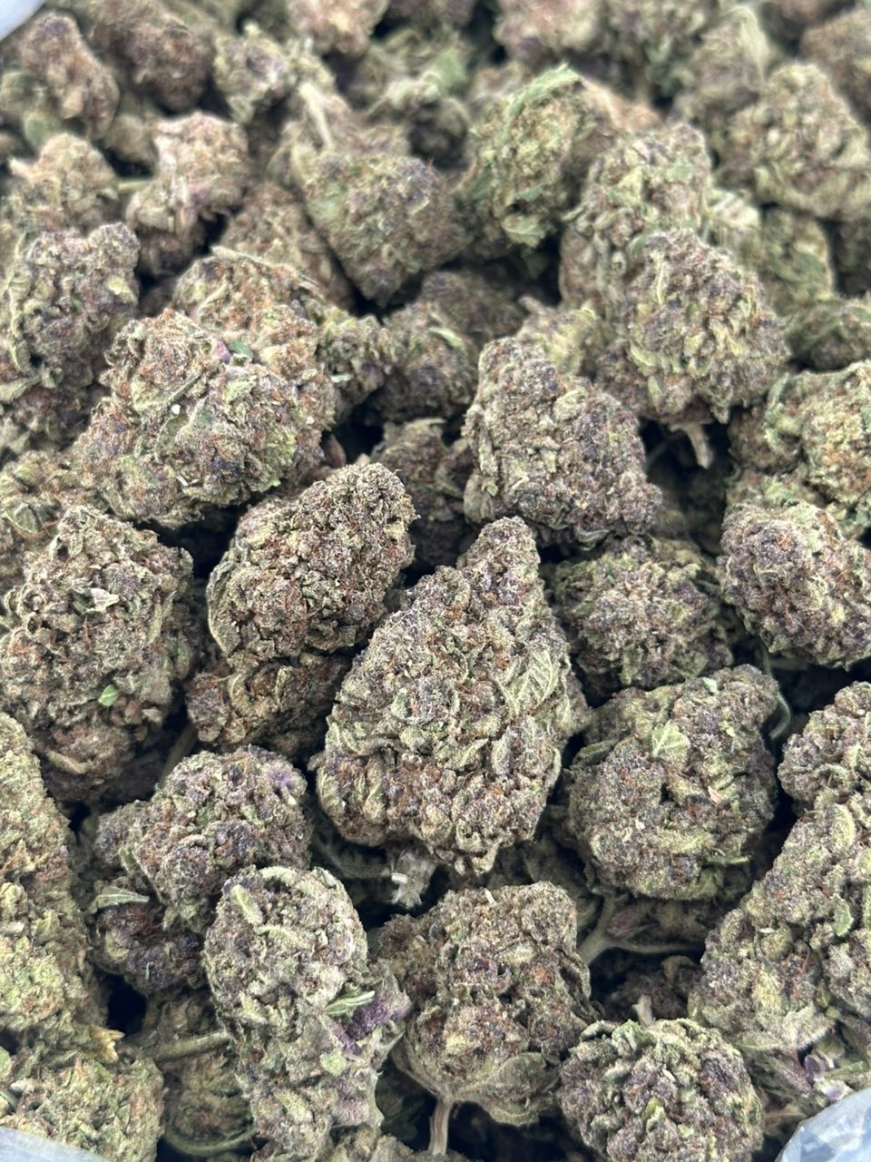 Tropicana